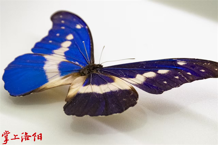 01135844_1935.jpg GetAttachment (2).jpg